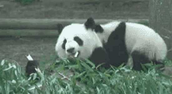 Shangrala's Cute Panda Bears