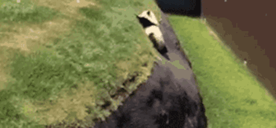 Shangrala's Cute Panda Bears