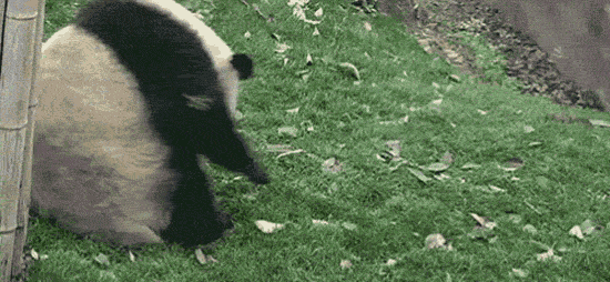 Shangrala's Cute Panda Bears