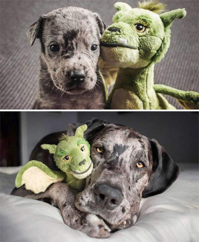 Shangrala's Cutie Pets With Toys