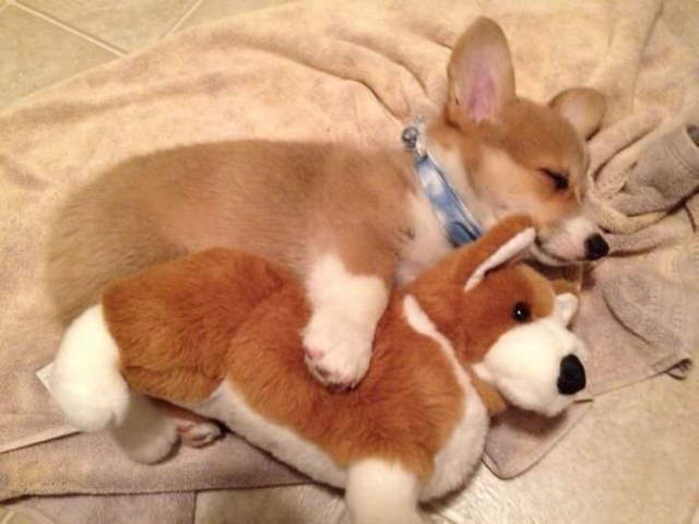 Shangrala's Cute Pets With Toys