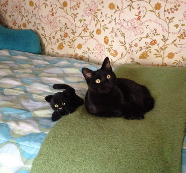 Shangrala's Cute Pets With Toys