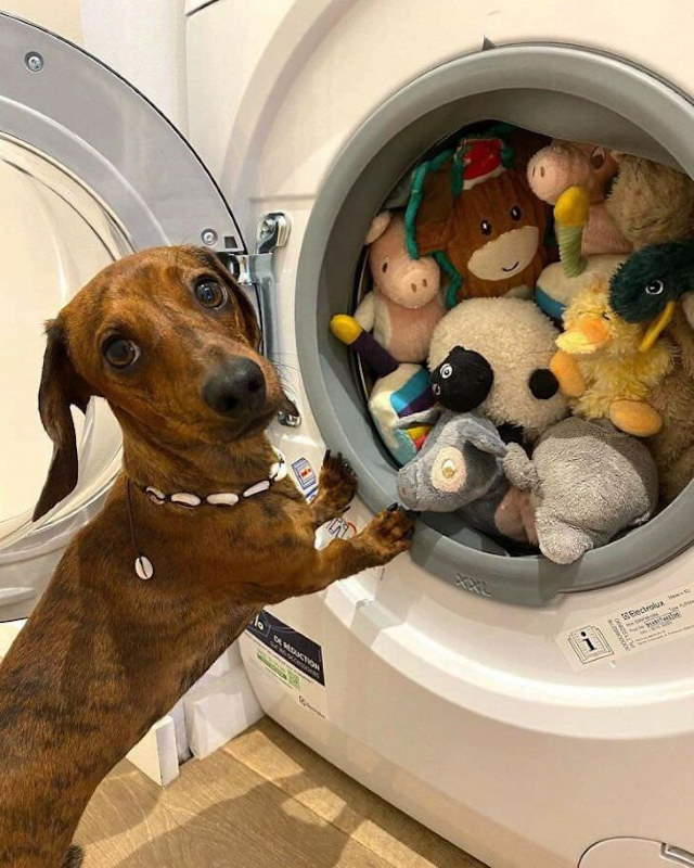 Shangrala's Cute Pets With Toys