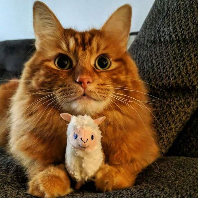 Shangrala's Cute Pets With Toys