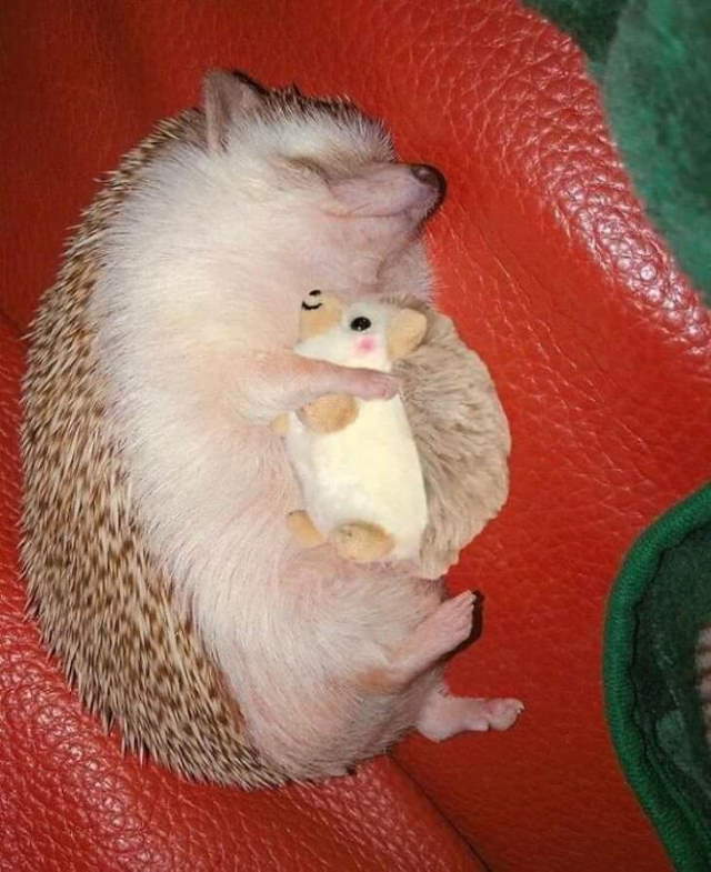 Shangrala's Cute Pets With Toys