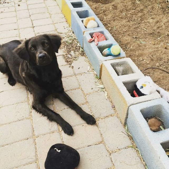 Shangrala's Cute Pets With Toys