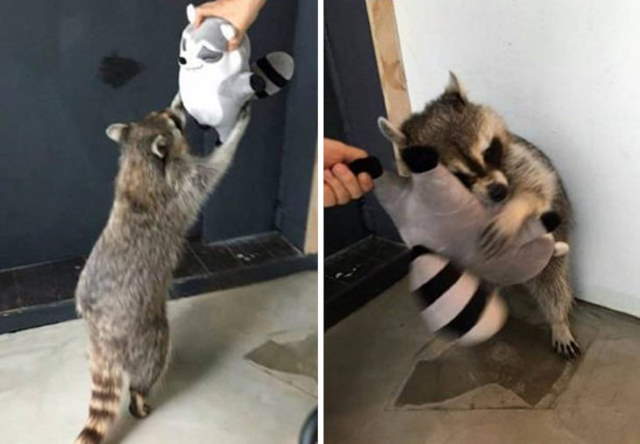 Shangrala's Cute Pets With Toys