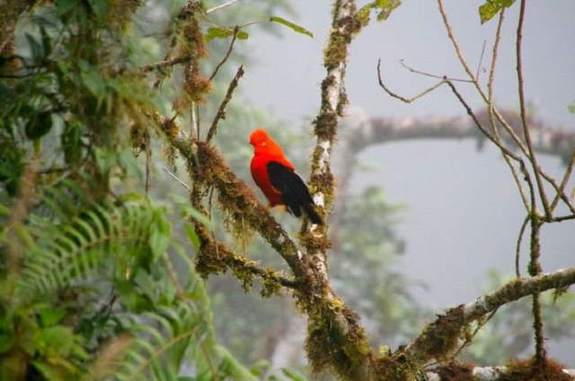 Shangrala's Amazon Rainforest