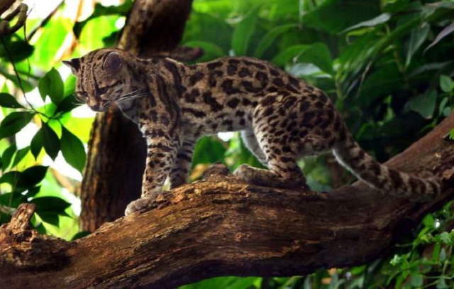 Shangrala's Amazon Rainforest