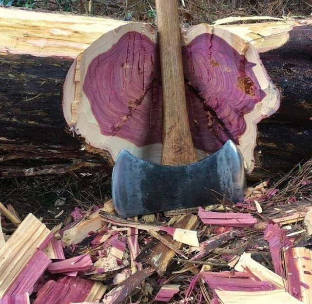 Shangrala's Amazing Photos 8