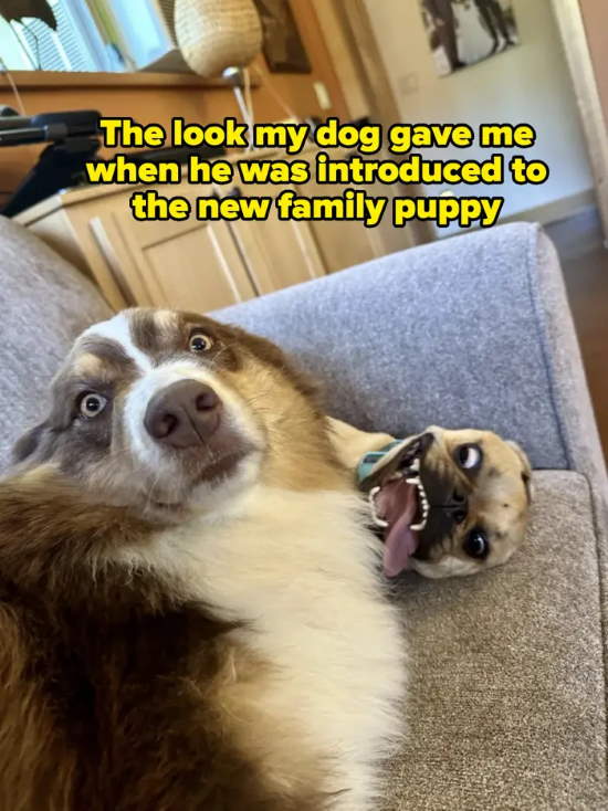 Chuckles 4