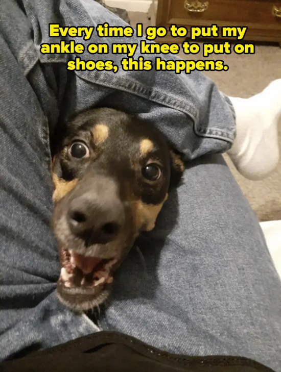 Chuckles 4