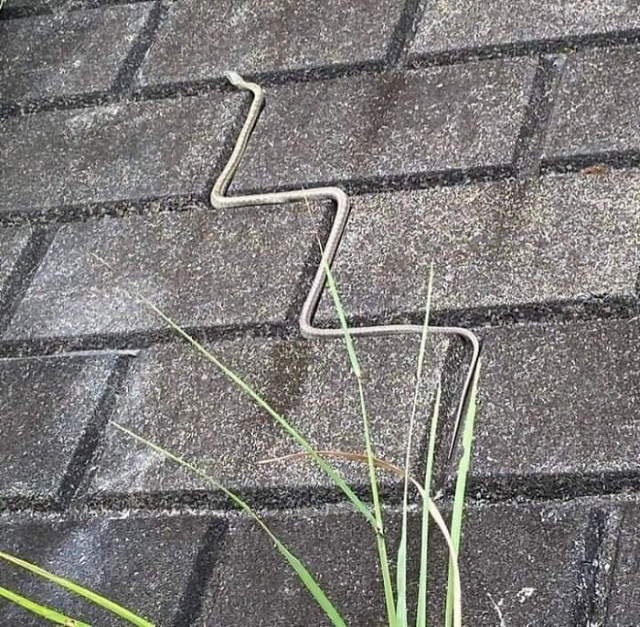 Animals Acting Weird