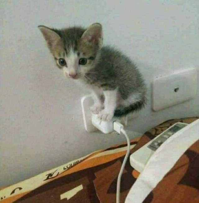 Animals Acting Weird