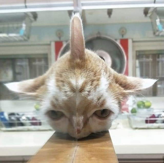 Animals Acting Weird