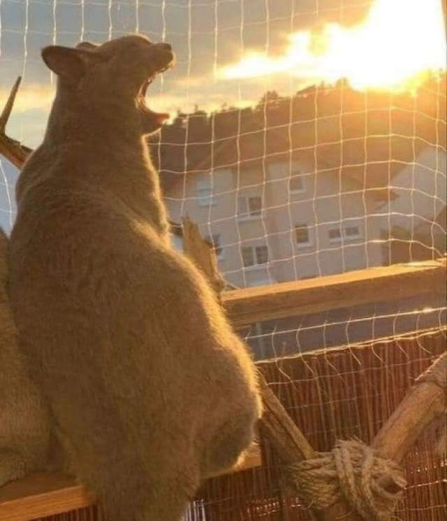 Animals Acting Weird