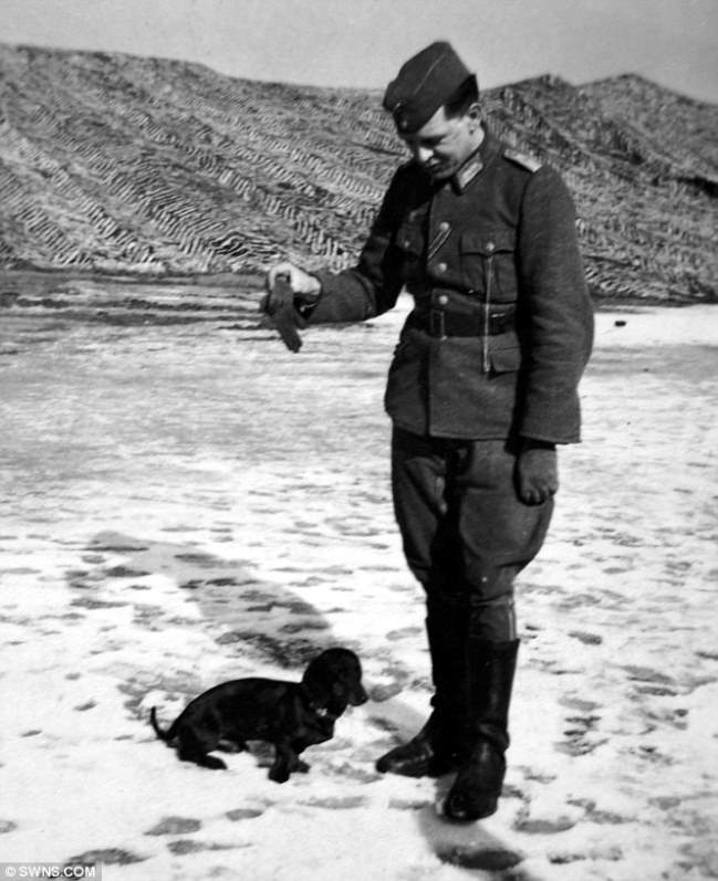 Shangrala's Wiener War Dogs