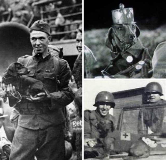 Shangrala's Wiener War Dogs