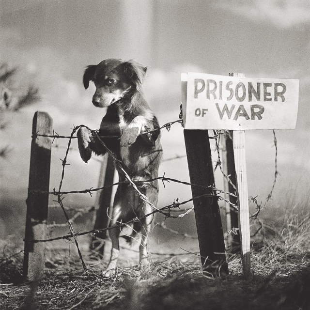 Shangrala's Wiener War Dogs