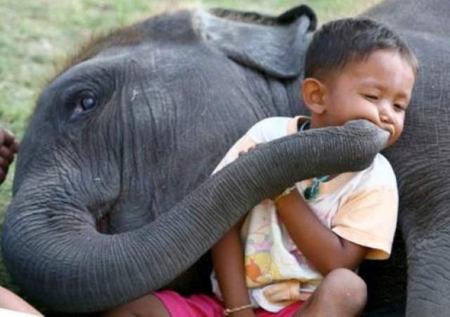 Shangrala's Kids With Animals 4