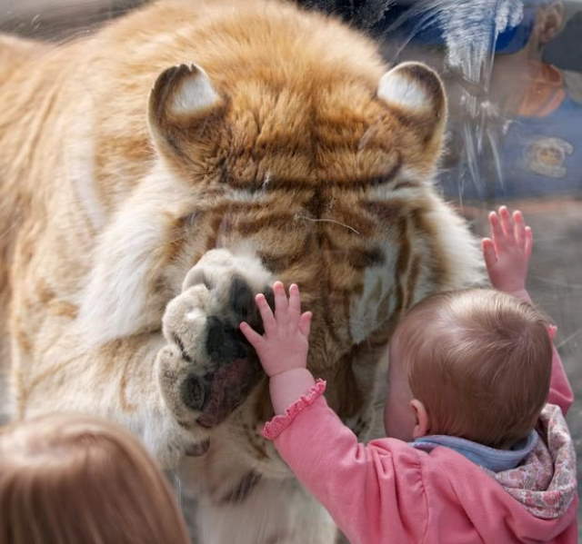 Shangrala's Kids With Animals 5