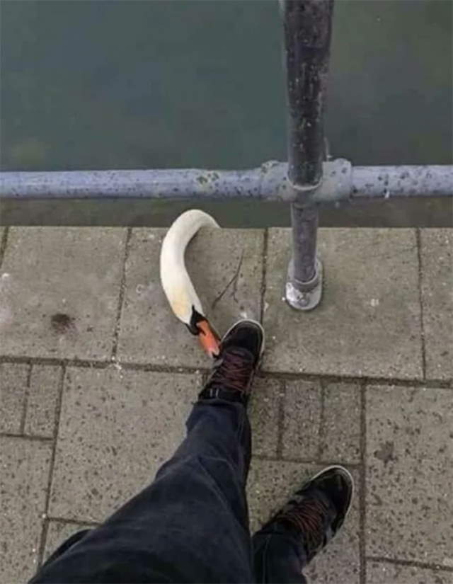 Shangrala's Birds Being Bad