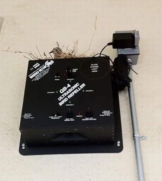 Shangrala's Birds Being Bad