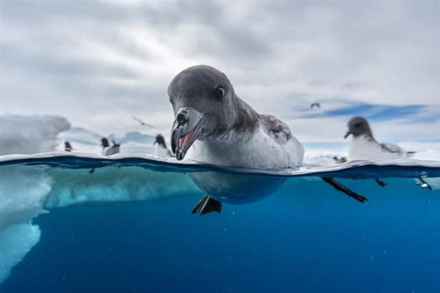 Shangrala's Bird Photography Winners