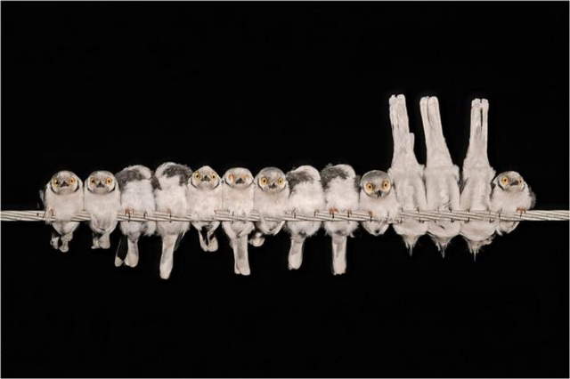 Shangrala's Bird Photography Winners
