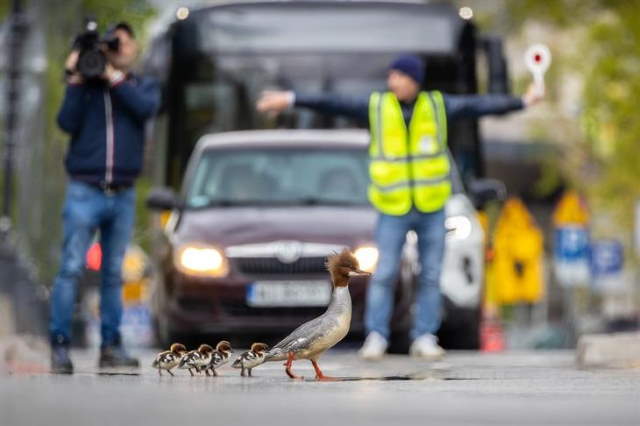 Shangrala's Bird Photography Winners