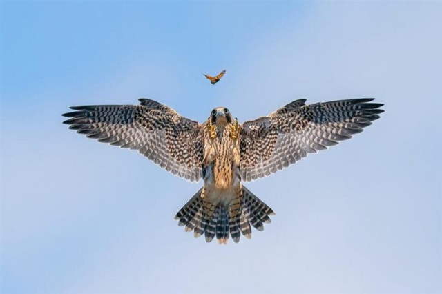 Shangrala's Bird Photography Winners