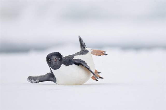 Shangrala's Bird Photography Winners