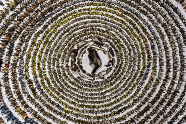 Shangrala's Bird Photography Winners