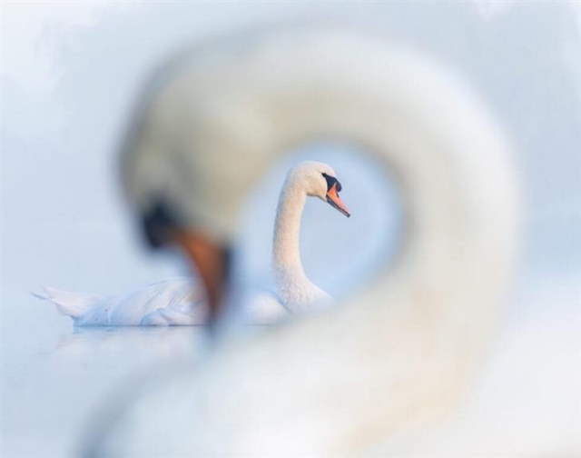 Shangrala's Bird Photography Winners