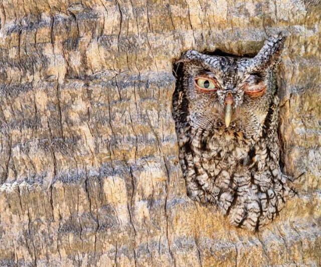 Shangrala's Bird Photography Winners