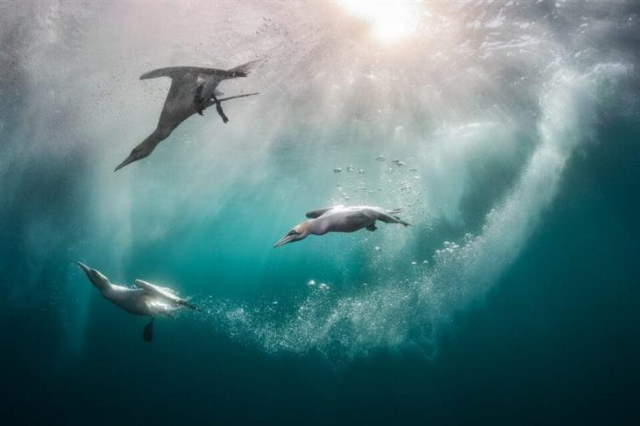 Shangrala's Bird Photography Winners