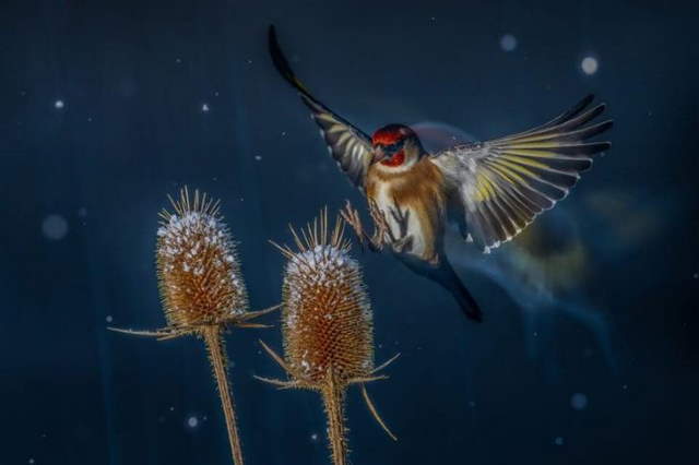 Shangrala's Bird Photography Winners