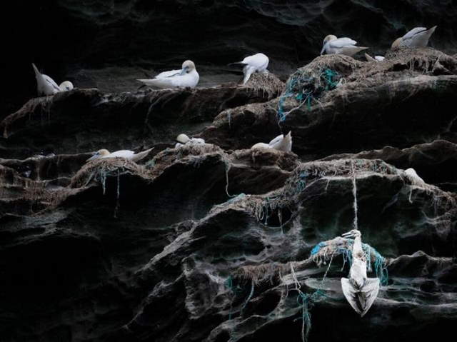 Shangrala's Bird Photography Winners