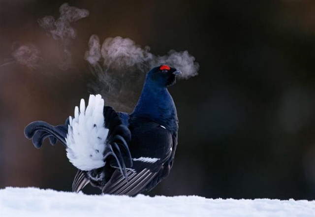 Shangrala's Bird Photography Winners