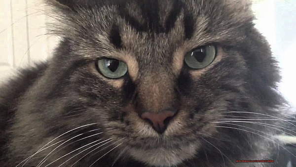 Shangrala's Story Of Capitan