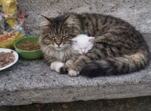 Shangrala's Story Of Capitan