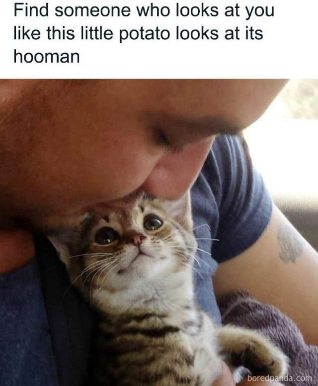 Purrfect Cat Moments