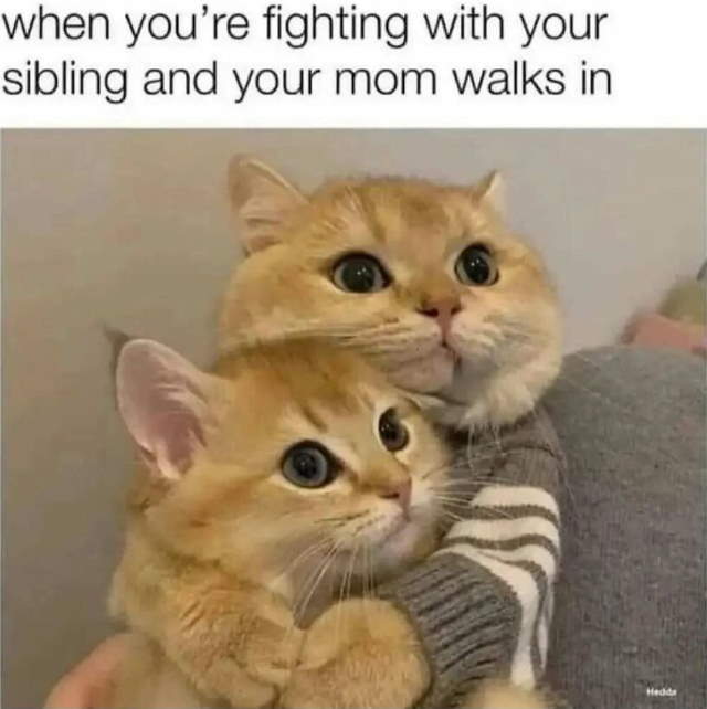 Purrfect Cat Moments