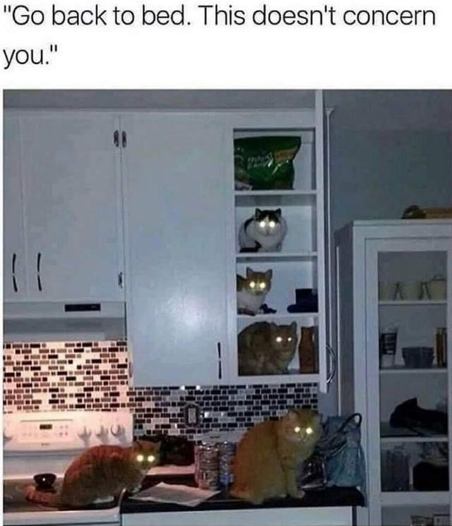 Purrfect Cat Moments