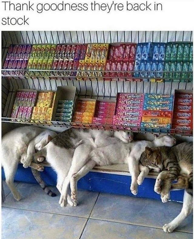 Purrfect Cat Moments