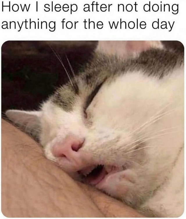 Purrfect Cat Moments