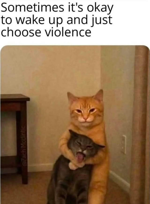 Purrfect Cat Moments