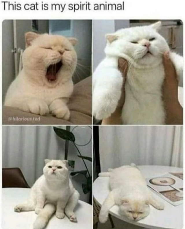 Purrfect Cat Moments