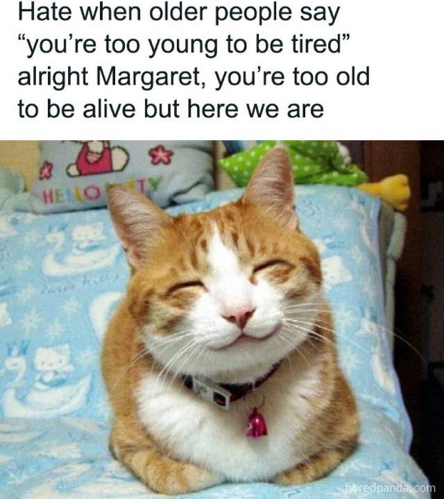 Purrfect Cat Moments