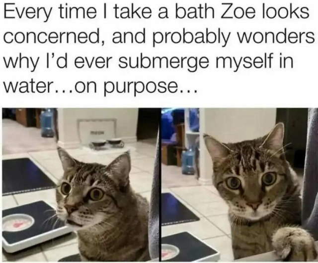 Purrfect Cat Moments